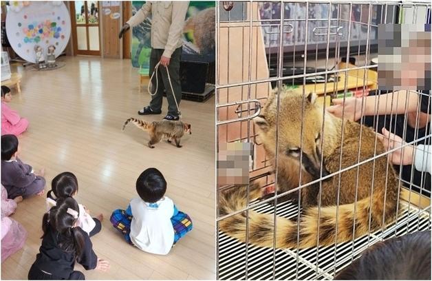 "오늘 유치원서 코아티 만졌어요"…법 막아도 동물 체험은 계속됐다