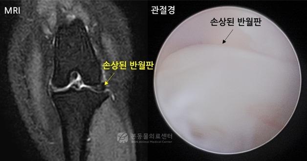 "한 달째 절뚝거리더니"…강아지 무릎 속 연골까지 다쳤다