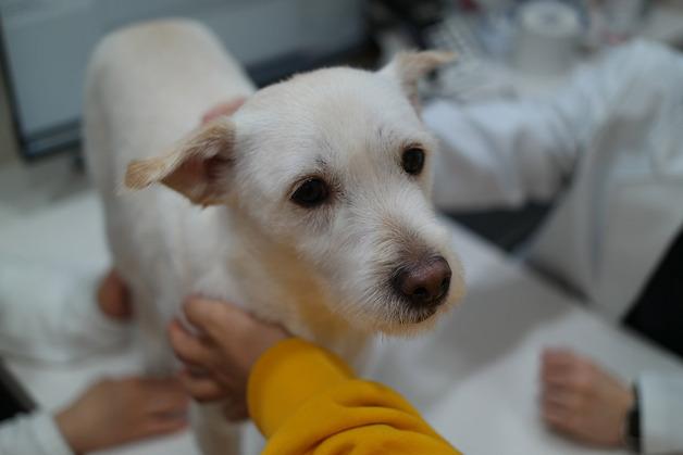 "비장 종괴, 바로 수술 안 했다"…CT가 바꾼 강아지 혈관육종 치료