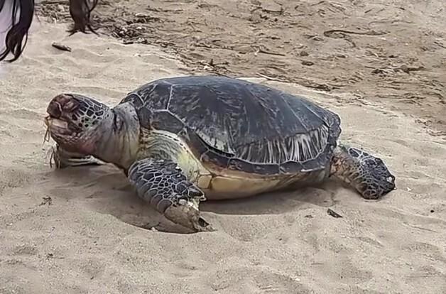 영덕 장사해수욕장서 멸종위기 푸른바다거북 사체 발견