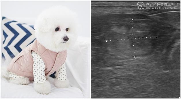 "증상 없었는데 간암이"…11살 비숑, 초음파 수술기로 종양 제거