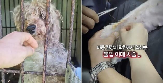 "실제 개로 가위질 연습 그만"…미용 실습견 구조가 던진 숙제