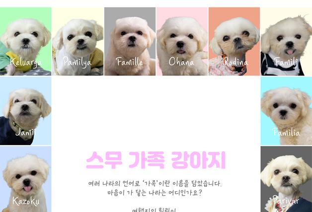 구조된 강아지 20마리 새 가족 찾는다…서울시, 입양자 모집