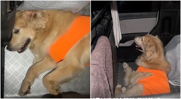"집 안에서 살아본 적 없어요"…차에서 구조된 리트리버 근황