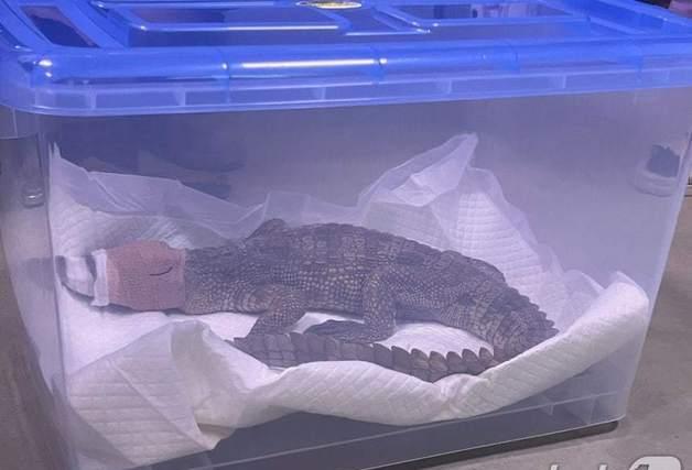 멸종위기종 1급 '샴악어' 소유주…멸종위기 2급 '악어거북'도 키웠다