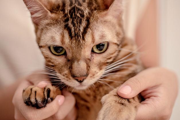 반복된 구토·체중 감소…11살 고양이, 알고 보니 횡격막 탈장