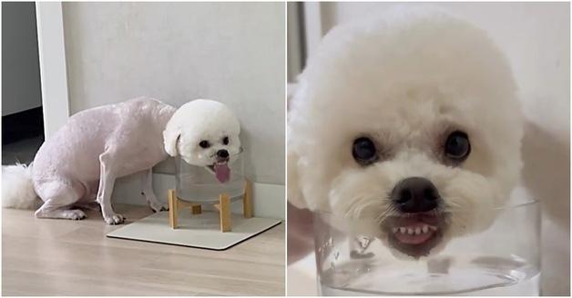 "물 마시는 법 까먹었나"…'빡숑' 강아지의 희한한 음수법