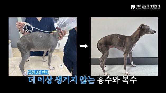 "청주에 보물 같은 동물병원"…일본·서울 달려온 보호자의 진심