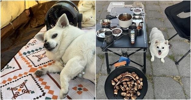 "캠핑장만 가면 팔팔해져요"…15살 노견과 즐기는 '견생 2막'
