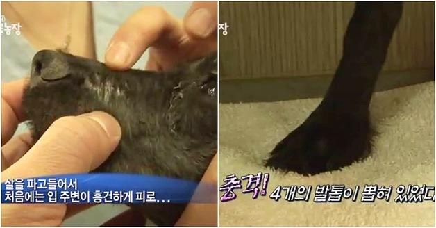 [기자의눈]"네로야, 이제 학대범은 개 못 키우게 할 수 있대"