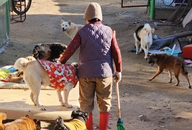 철거 위기 보호소, 수의사들 도움으로 '숨통'…이행강제금 모금
