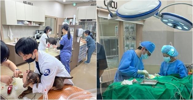 더케어동물의료센터, 7000건 수술 성과…지역 수의료 수준 높였다