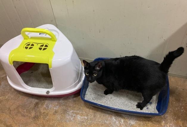 조이동물의료센터, 벳아너스와 홤께 고양이보호소에 용품 후원