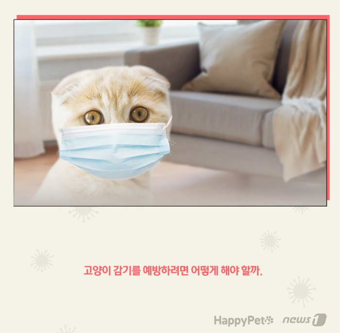 고양이 감기 펫카드 ⓒ 뉴스1