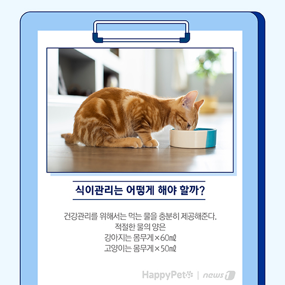 펫카드 반려동물 만성신부전 ⓒ 뉴스1