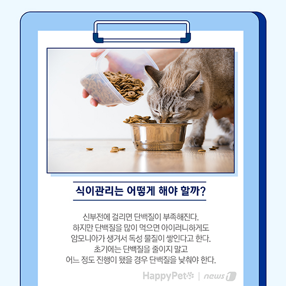 펫카드 반려동물 만성신부전 ⓒ 뉴스1