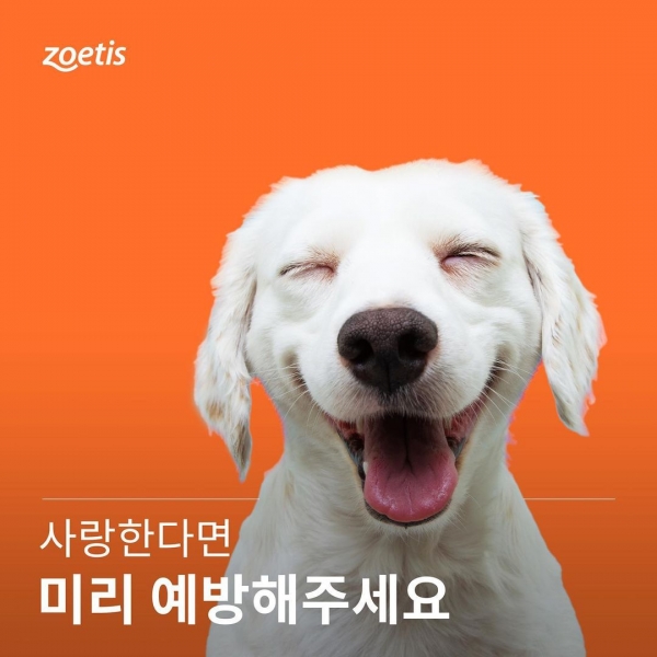 조에티스 인스타그램(zoetis_korea)