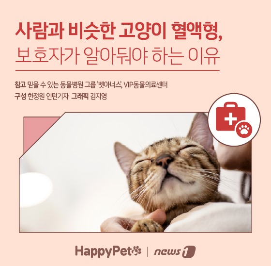 고양이 혈액형 펫카드 ⓒ 뉴스1